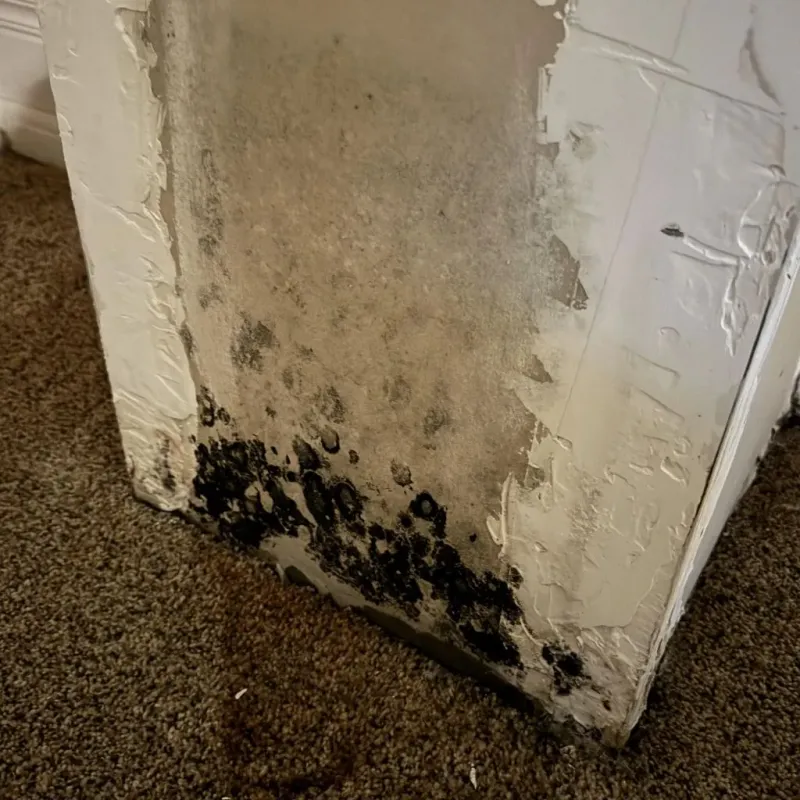 Professional Mold Removal in Bowdon, GA